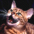 A pixelated close-up of a light brown cat with darker stripes, mouth open in a meow or yawn against a dark background.