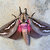 Pixelated image of a moth with brown wings featuring white stripes, a pinkish-red body, and dark antennae against a light gray background.