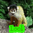 A monkey with light brown fur and dark brown face sits on a rock, green foliage background, green text overlay changes from 'Look' to 'A' to 'Monkey'.