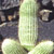 A static pixelated image of a light green cylindrical object with rounded ends, positioned vertically against a dark background with indistinct shapes.