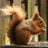 A brown squirrel with a bushy tail stands against a blurred background, with yellow text reading 'THE SQUIRRELS' overlaid on the right side.