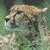 A split-frame contact sheet showing a cheetah's head on the left and green text reading "Original Icons .com" on the right against a dark background.
