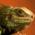A split-frame contact sheet showing a pixelated lizard head on an orange background and green text reading "Original Icons .com" on a dark green background.