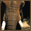 A close-up of an elephant's head showing textured skin, large tusks, and a dark background with blurred light areas.