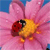 A pixelated image of a red ladybug with black spots resting on a yellow center of a pink flower with blue background.