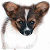 Pixelated dog head with brown ears and white face against green background, next to bright green text reading 'Original Icons .com'