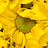 Animated contact sheet of a sunflower pattern with red dashed lines, displayed on a gray background.