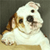 Pixelated image of a dog with white and brown fur, dark eyes, and a black nose, lying on a light surface against a dark background.
