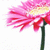 A pixelated flower with pink and red petals, a yellow center, and green stem against white background.