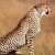 A pixelated cheetah stands in profile against a brown background, with green text reading 'Original Icons .com' on the right side.