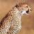 A pixelated cheetah with spotted fur faces right against a brown background, next to green text reading 'Original Icons .com' on dark green.