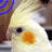 Animated contact sheet showing two frames of a cartoon bird icon with yellow feathers, orange beak, and black eyes against a gray background.