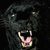 A black panther with open mouth and pink tongue appears in four , each displaying different text overlays