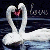 Two white swans form a heart shape with their necks on dark water, with the word 'love' in cursive text above.