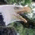 Animated icon shows a bird with white and brown plumage against green foliage, transitioning to a dark green background with bright green text.