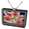 Four television sets with antenna displays showing flowers and a plant against solid backgrounds.
