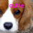 Pixelated close-up of a dog's face with brown and white fur, dark eyes, and a dark nose, overlaid with pink text reading 'cutie'.