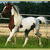 A horse with brown and white patches runs across a grassy field with trees in the background, displayed in a with text overlays