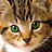 Static close-up of a cat's face with green eyes and brown tabby fur, rendered in pixelated style on 48x48 icon dimensions.