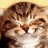 A pixelated cat image with closed eyes on a red background, accompanied by text about having a 'pussy' and an emo kid song.