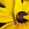 A close-up of a sunflower with bright yellow petals and a dark brown center, showing visible texture and slight blurring.