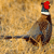A pixelated bird with a red crest, blue neck, and brown body stands against a textured beige background.