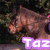 A pixelated image of a brown dog with a light brown muzzle and ears, positioned against a dark green background, with the text "Taz" in white letters on a purple rectangular background overlaying the lower portion.