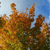 Pixelated image of autumn foliage with orange and brown leaves against a blue sky background.