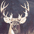 A deer head with large antlers appears in a of four , each showing slight variations in lighting and positioning against a dark background