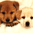 Two dogs with brown and white fur sit side-by-side on a light background, while green text appears on the right.