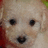 Pixelated dog face with large dark eyes and nose on left, pink pixel text on right reading "I Wish I Were As Cute As This!" against dark background.