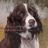 A pixelated close-up of a dog's face with dark brown and white fur, set against a blurred background.