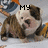 A pixelated bulldog with brown and white fur lies on a white surface, its head turned slightly right with mouth open, while text above reads 'MY LITTLE BULLDOG' in black block letters.