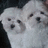 Two white dogs with dark eyes and noses appear on a dark background, with pink pixelated text reading "they're just too cute" below.