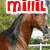 six horse-themed images with text overlays, including a brown horse head, multiple horses in motion, and close-ups of black-and-white horses