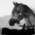 Pixelated grayscale image of a horse's head in profile, facing left, with a solid black base beneath the head.