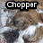 A dog's face with brown and white fur appears in a of four , the top-left displaying 'Chopper' text above it