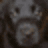 Pixelated dark animal face on left, bright yellow background with red pixelated text reading "i am cute but alot of people i am ugly think".