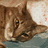 Brown tabby cat with closed eyes resting on a light surface, next to red pixelated text reading 'ELMO! best cat ever!' on white background.