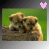 Two pixelated dogs sit on a log against green grass, with one dog's head slightly turned left; the top-right corner displays a heart symbol that changes from pink to white.