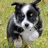 Two side-by-side pixelated images of a black-and-white dog with upright ears and a white blaze on its face, standing on grass.