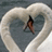 A heart-shaped swan forms a frame around a person in swimwear on water, with red pixelated text and three small hearts below.