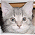 Static image of a light gray cat face with blue eyes, positioned next to green text reading 'Original Icons .com' on a dark background.