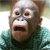 Animals icons for AIM, MSN, MySpace and Yahoo