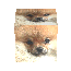 A 3D cube rendered with a dog's face on each visible side, rotating to show different angles of the dog's head against a light background.