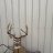 Pixelated static image of a deer head with antlers against vertical striped background, rendered in muted brown and gray tones.