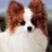 A pixelated dog with brown and white fur appears in the top-left quadrant of a four-quadrant , with cyan text reading 'Under' and 'Dog' on dark green backgrounds