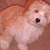 A small, pixelated dog with light brown and white fur stands on a textured surface, its mouth open in a neutral expression.