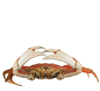 A crab with red and brown coloring has a speech bubble saying "I pinch." The image shows of the crab's claws moving from open to closed