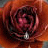iconhell_Rose Tear